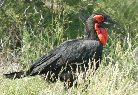Southern Ground Hornbill, A huge 'ugly' bird!