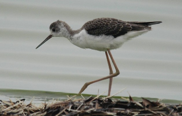 Black-winged Stilt at the Salt Pans