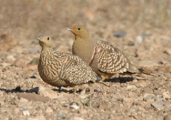 Namaqua Sandgrouse. Distinctive markings between sexes