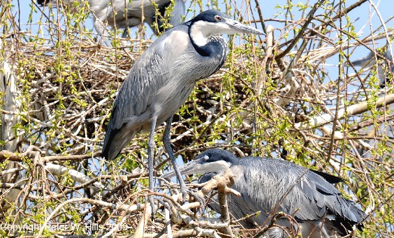 Black-headed Heron