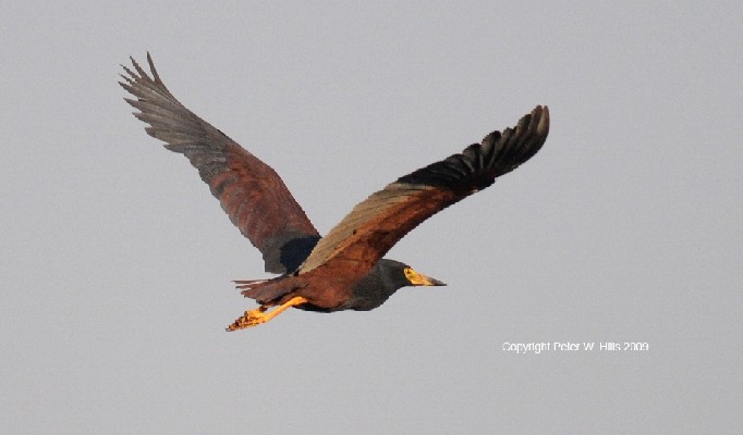 Rufous-bellied Heron