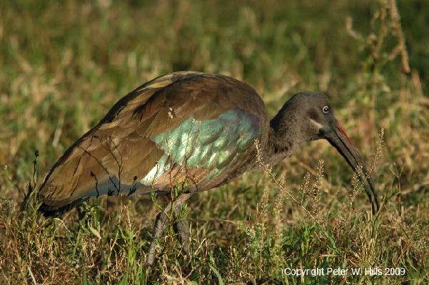 Hadada Ibis
