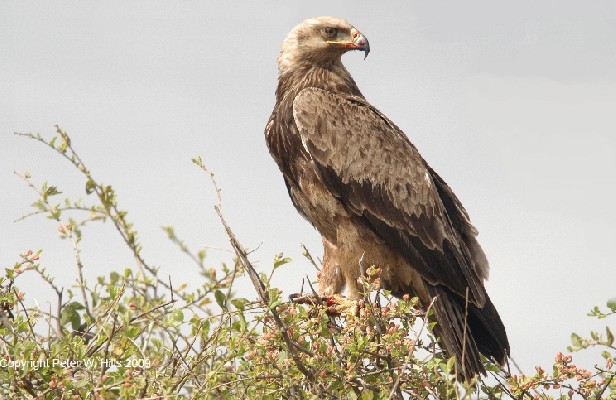 Tawny Eagle 