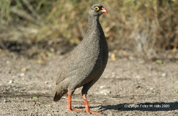 Red-billed Francolin