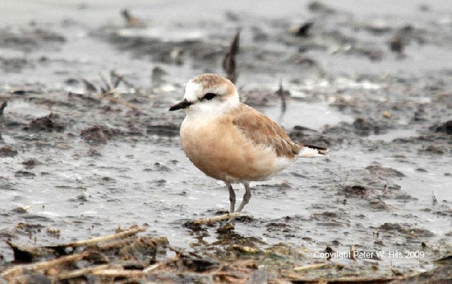White-fronted Plover