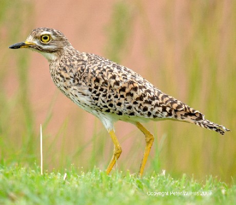 Spotted Thick-knee