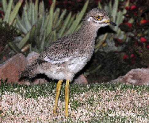 Spotted Thick-knee