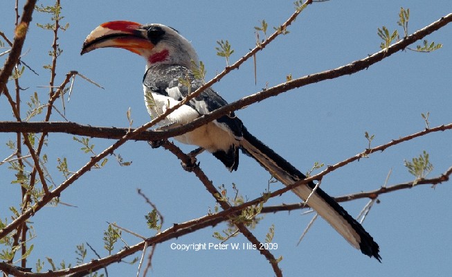 Von der Decken's Hornbill