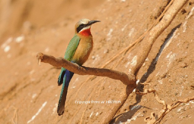 White-fronted Bee-eater