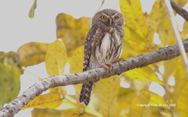 Pearl-spotted Owlet