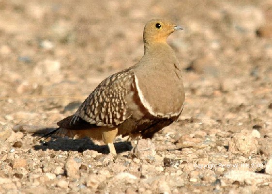 Namaqua Sandgrouse