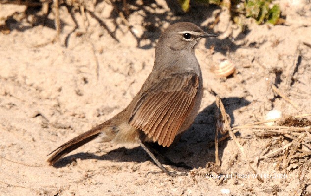 Karoo Scrub Robin