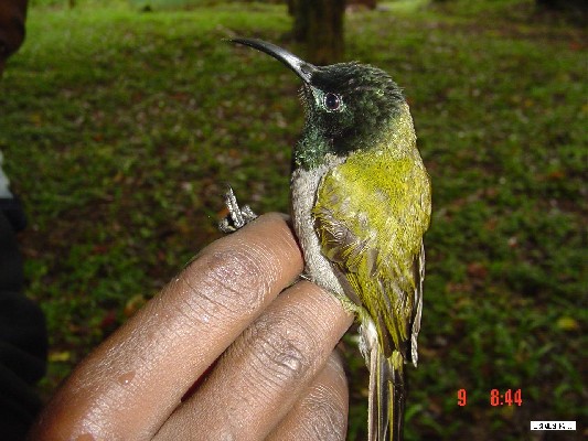 Green-headed Sunbird.