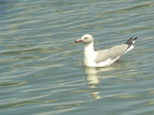Grey-headed Gull.