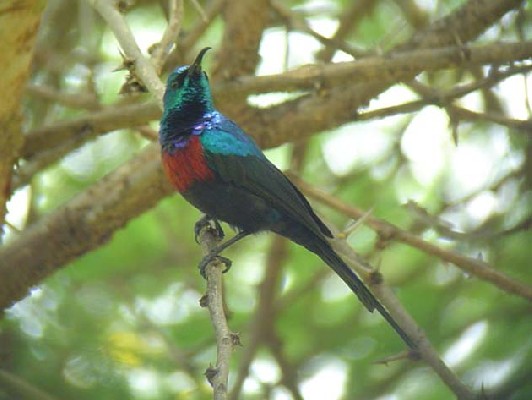 Red-chested Sunbird.