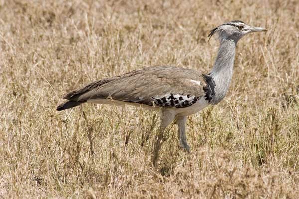 Kori Bustard