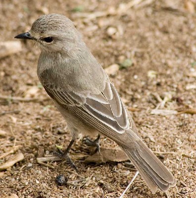 African Grey Flycatcher