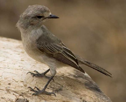 African Grey Flycatcher