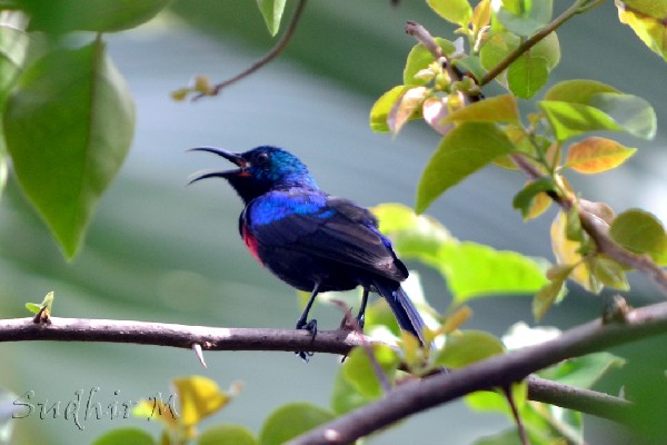 Red chested sunbird 