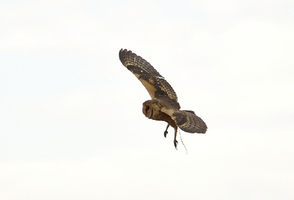 African Grass Owl - early morning flight