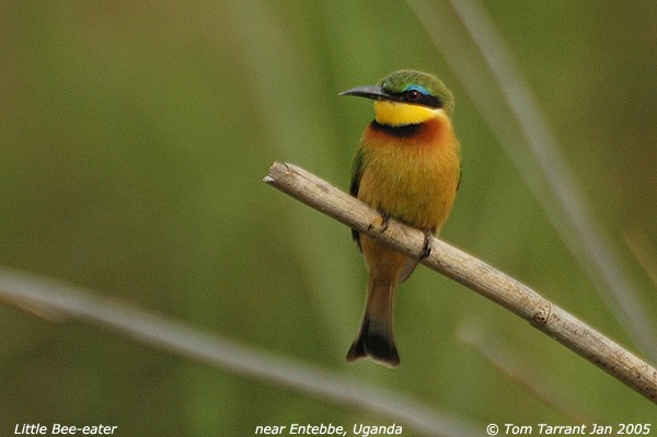 Little Bee-eater