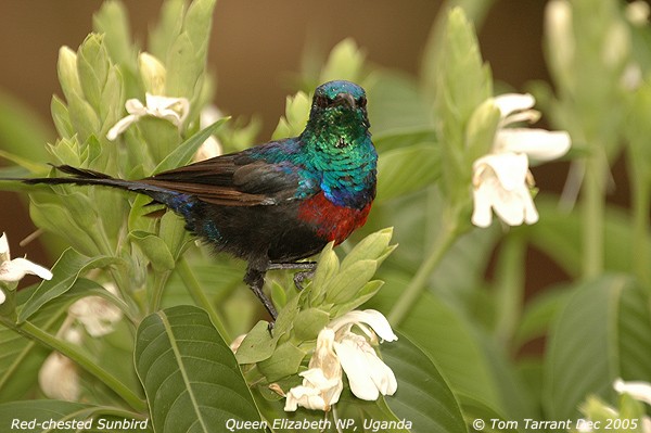 Red-chested Sunbird