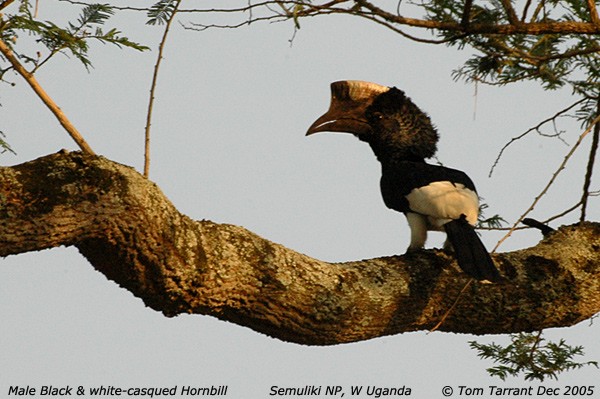 Black & white-casqued Hornbill