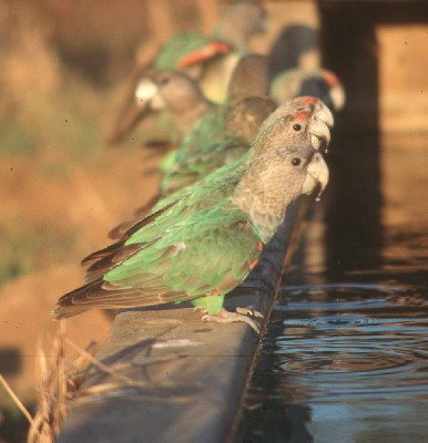 Poicephalus fuscicollis suahelicus at drinking trough