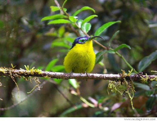 Yellow-bellied Asity