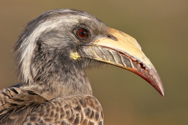 African Grey Hornbill
