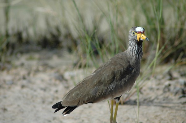 African Wattled Lapwing