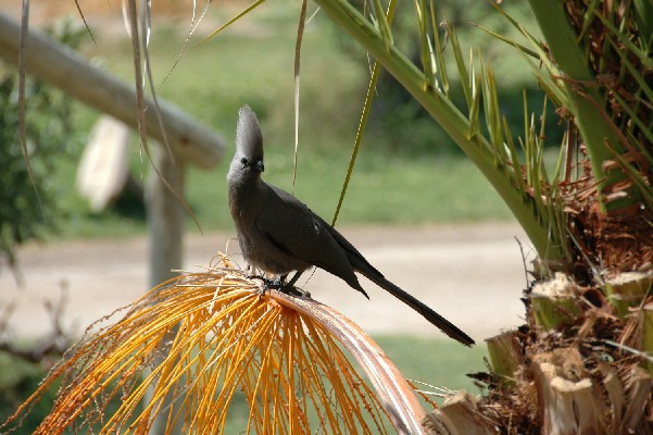 Gray Go-Away Bird