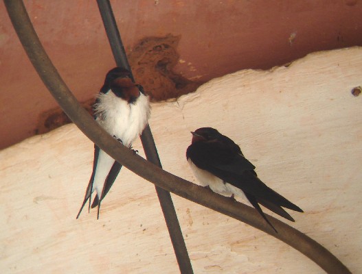 Red-chested Swallows