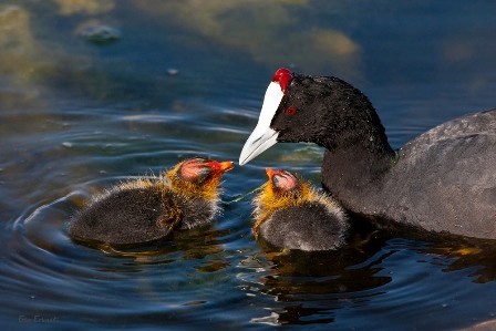 RED-KNOBBED COOT WITH CHICKS