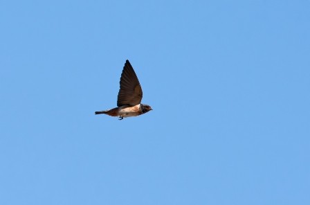 SOUTH AFRICAN CLIFF-SWALLOW