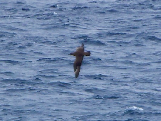 Great Skua