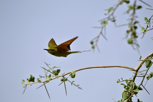 African Green Bee-eater adult taking off - April 2011 - Segou, Mali