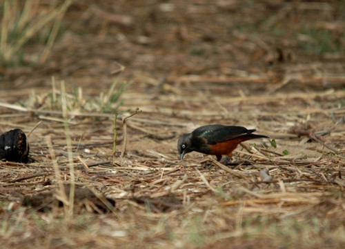 Chestnut-bellied Starling - January 2011 - Segou, Mali
