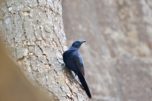 Neumann's Starling - April 2011 - Missirikoro rocks, Mali