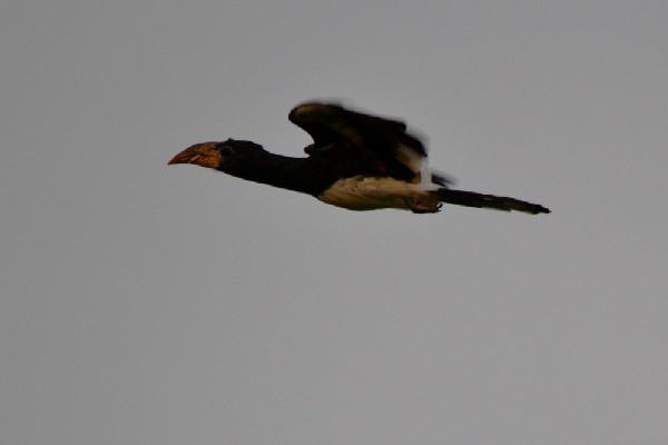 Piping Hornbill in flight