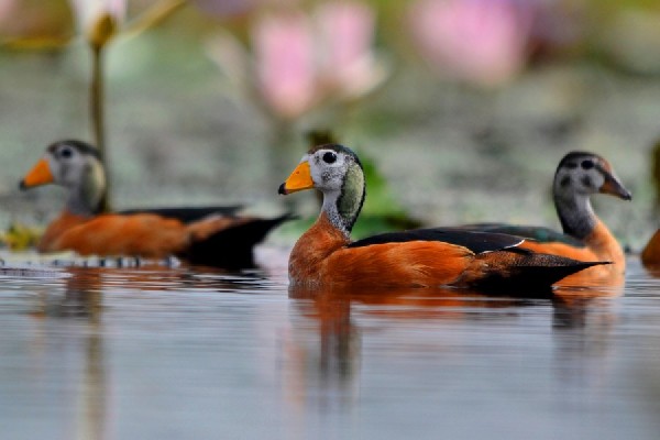 African Pygmy Geese