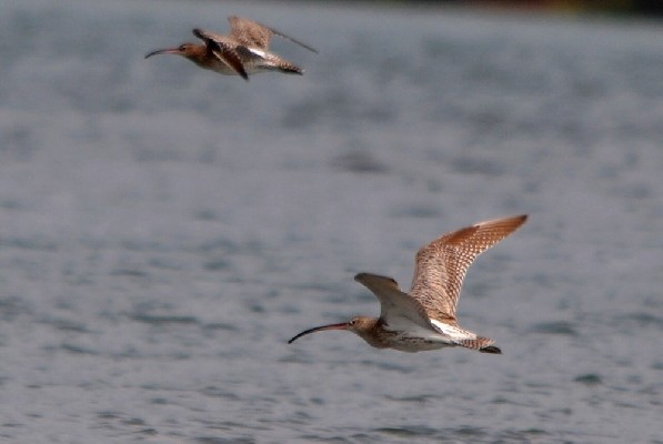Eurasian Curlew in flight together with a Whimbrel