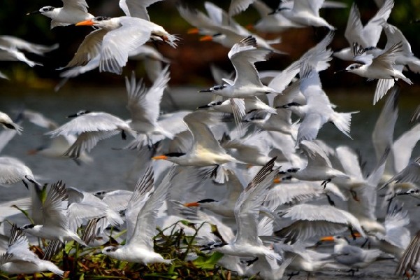 Sandwich Terns together with Royal Terns