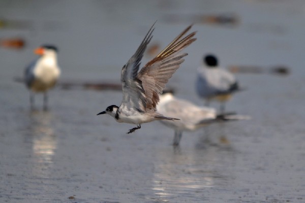 Black Tern in flight