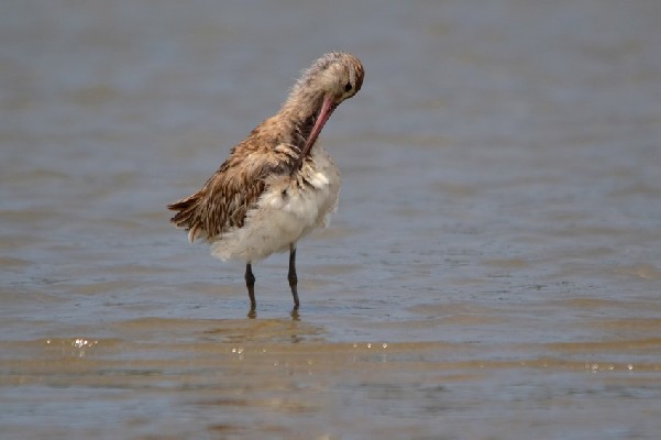 Bar-tailed Godwit, cleaning