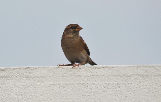 House Sparrow near Abidjan !