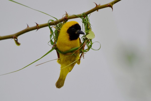 Slender-billed Weaver, building the nest