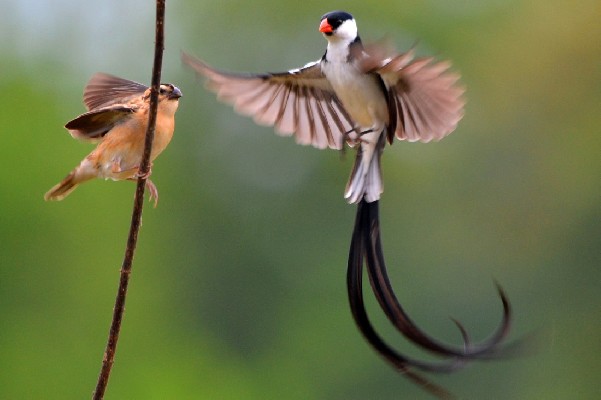 Pin-tailed Whydahs