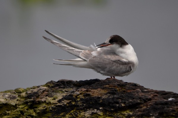Arctic Tern, cleaning session
