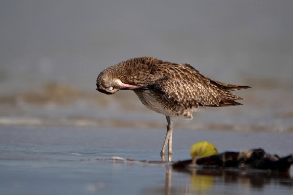 Whimbrel, cleaning session